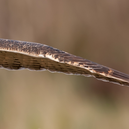 Eagle Owl 3